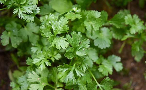 coltivazione del prezzemolo coltivazione del prezzemolo