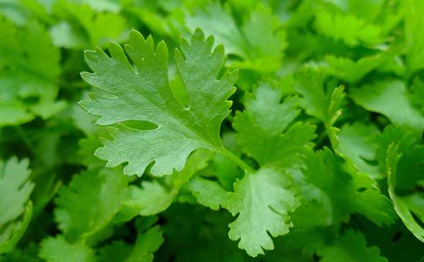 foglie di prezzemolo foglie di prezzemolo