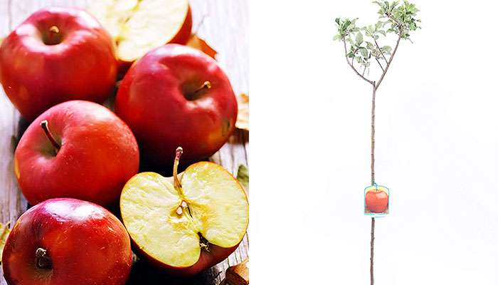 Albero di mele