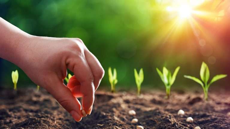 Calendario della semina dell'orto 2021: guida mese per mese