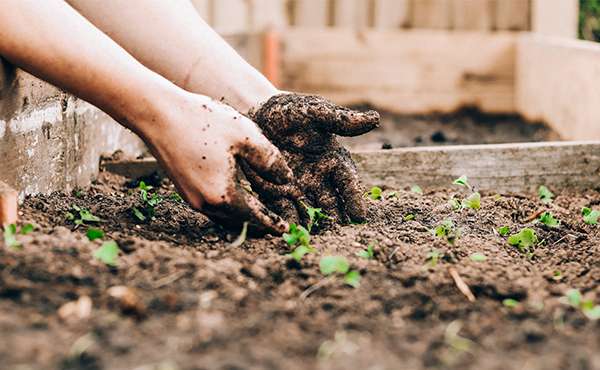 cos'è il calendario della semina cos'è il calendario della semina