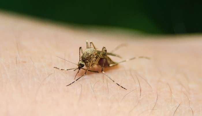 puntura di zanzara puntura di zanzara