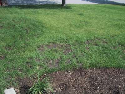 prato secco erba e prato rovinata