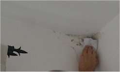 togliere muffa dalle pareti