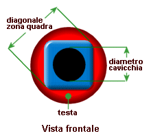 struttura della cavicchia